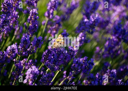 Fleurs de lavande en Provence sous le coucher du soleil. Fleurs lavande violets douces et focalisées. Arrière-plan de la scène d'été. Banque D'Images