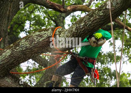 Un travailleur est attaché à un arbre tout en utilisant une tronçonneuse pour enlever les grosses branches en décomposition. Banque D'Images