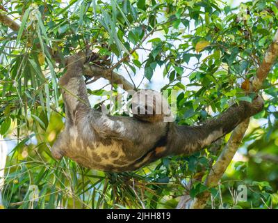 Bradypus variegatus, un cloth à trois doigts à gorge brune, accroché dans un arbre le long de la rivière Amazone du Pérou Banque D'Images