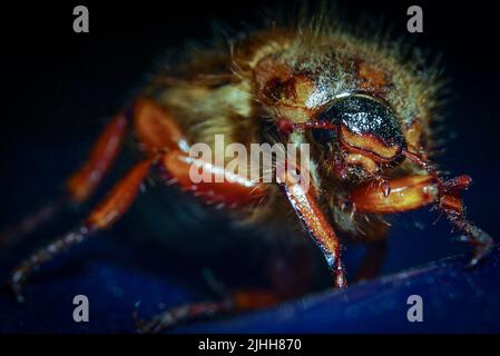 Cockchafer sur surface bleue, vue de face Banque D'Images