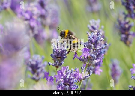 Vue rapprochée d'un bourdon à queue courte (Bombus terrestris) sur des fleurs de lavande anglaise (Lavandula angustifolia) dans un jardin d'été de Surrey Banque D'Images