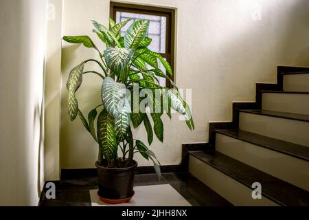 Plante de Dieffenbachia en pot avec des patchs verts et blancs sur les feuilles placées à l'escalier. Dieffenbachia, communément connu sous le nom de canne muette ou lys léopards. Banque D'Images