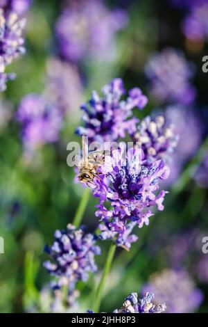 Vue rapprochée d'une abeille européenne ou occidentale (APIS mellifera) qui se trouve sur la lavande violette anglaise (Lavandula angustifolia) en été à Surrey, au Royaume-Uni Banque D'Images