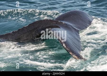 Les baleines à bosse (Megaptera novaeangliae) plongeons dans l'eau après s'être nourrie près de la surface. Banque D'Images