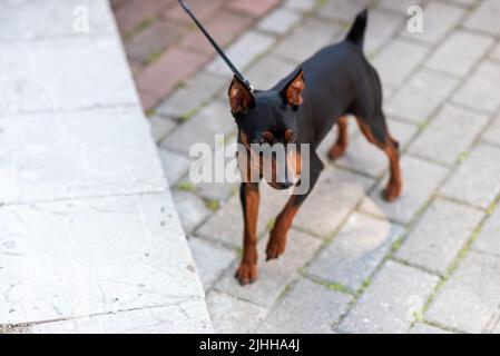 Mini doberman, sur une laisse mince, à l'extérieur pendant la journée. Photo de haute qualité Banque D'Images