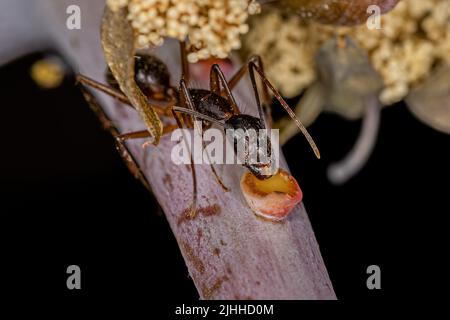 Adulte Femme Carpenter Ant du genre Camponotus mangeant sur le nectaire extrabuccal d'une plante Banque D'Images