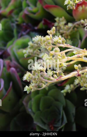 Une sélection de succulents trouvés dans un jardin bien entretenu caché derrière un restaurant mexicain à San Simeon, Californie. Prise en début de soirée. Banque D'Images