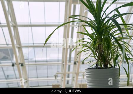 Beau palmier vert frais Pandanus amaryllifolius Rose Inn.Palm croissant dans un pot. Plante herbacée asiatique, pot en céramique, sur le fond de la fenêtre. Photo de haute qualité Banque D'Images