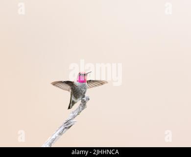 Anna's Hummingbird Male Landing sur Perch Banque D'Images