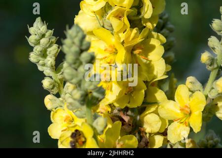 Verbascum thapsus, grand mullein jaune fleurs d'été gros plan sélectif foyer Banque D'Images