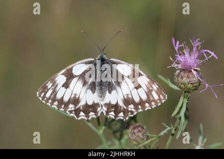 Melanargia galathea, papillon blanc marbré sur fleur gros plan foyer sélectif Banque D'Images