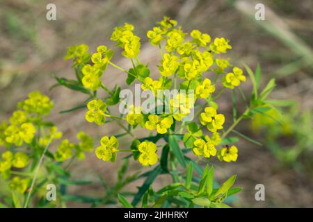 Euphorbia cyparissias, cyprès sphent fleurs verdâtres gros plan sélectif foyer Banque D'Images