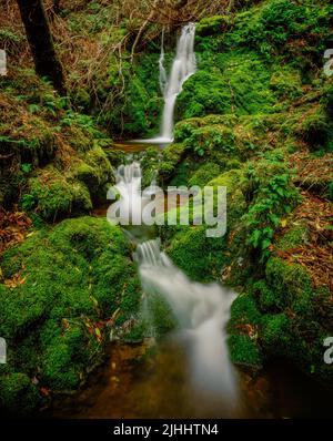 Chutes de mousse, Cataract Canyon, le Mont Tamalpais, comté de Marin, en Californie Banque D'Images