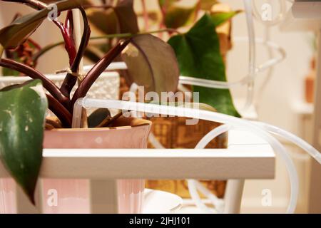 Arrosage goutte-à-goutte automatique pour plantes et fleurs intérieures. Technologies à domicile et à base de plantes Banque D'Images