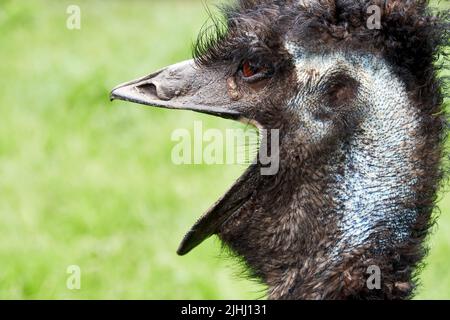 Autruche hurlant surprise, vue portrait. Animaux amusants Banque D'Images