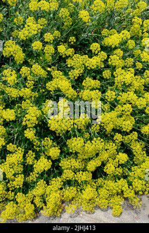 Vivace, jardin, plante, Bupleurum fruticosum, floraison, Arbuste, jaune, Blooms Banque D'Images