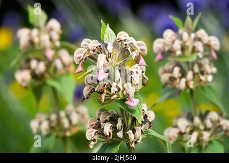 Sage de Jérusalem, Phlomis samia, été, Herbacé, plante Banque D'Images