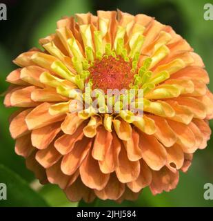Zinnia « orange citron », fleur Banque D'Images