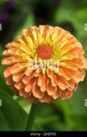 Zinnia 'Queen Lime Orange' Flower, Portrait Banque D'Images