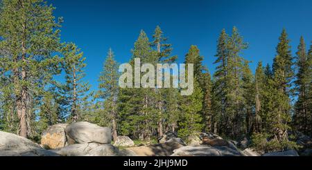 Anneau d'arbres Evergreen sur Summit près de Truckee dans le nord de la Californie. Banque D'Images