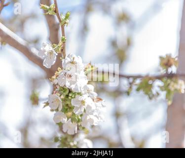 Bourdon de printemps sur cerisier fleur fond bleu ciel fleurs roses fleurs fleurir. Banque D'Images