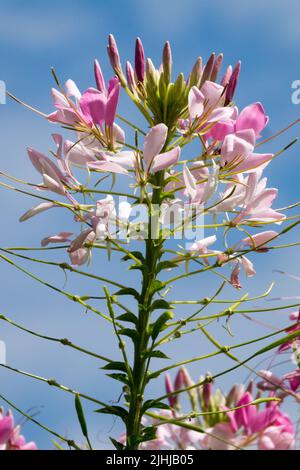 Tarenaya Single Flower Portrait Cleome, Pink Cleome Houtteana Spider Flower Banque D'Images