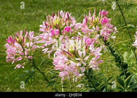 Fleurs, Tarenaya, Spider Flower grands-pères Whiskers, Cleome houtteana, Pink White Flowers aka Cleome guaranitica Herbaceous plante médicinale annuelle Banque D'Images