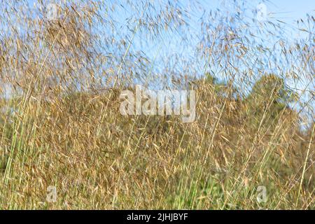 Stipa gigantea / avoine dorée, herbe ornementale en fleur, mouvement du vent Banque D'Images