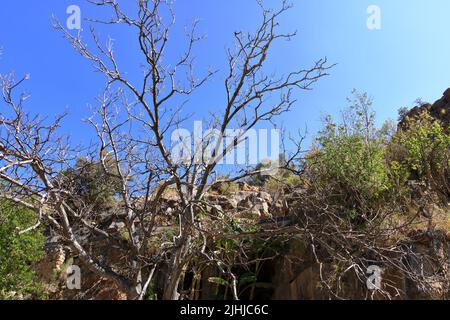 Vue sur les ruines d'un village abandonné au Wadi Bani Habib, sur la montagne Jebel Akhdar en Oman Banque D'Images