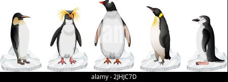 Ensemble de différents types de pingouins sur l'illustration de glace Illustration de Vecteur