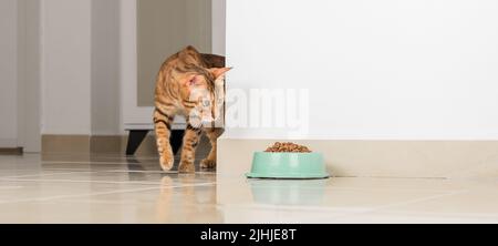 Le chat Bengale peeks autour du coin, regarde un bol de nourriture, contre le fond de la pièce. Copier l'espace. Banque D'Images