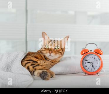 Le chat dort sur le lit et se réveille avec un réveil. Concept de sommeil sain. Banque D'Images