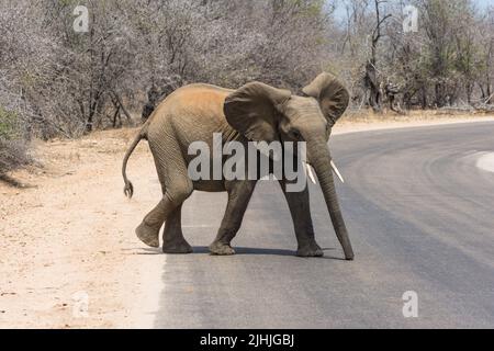 Le jeune éléphant d'Afrique regarde vers la caméra avec l'attitude qu'il traverse une route dans le parc Kruger, en Afrique du Sud. Banque D'Images