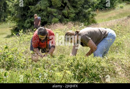 Les gens collectent des bleuets dans une forêt située dans les montagnes de Beskids, République tchèque, 17 juillet 2022. (CTK photo/Drahoslav Ramik) Banque D'Images