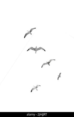 oiseaux volants isolés sur fond blanc Banque D'Images
