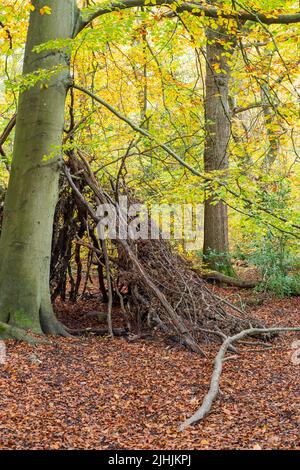 Un abri de survie ou un coin-détente fait de branches penchées contre un tronc d'arbre, Ecclesall Woods, Sheffield, Royaume-Uni Banque D'Images