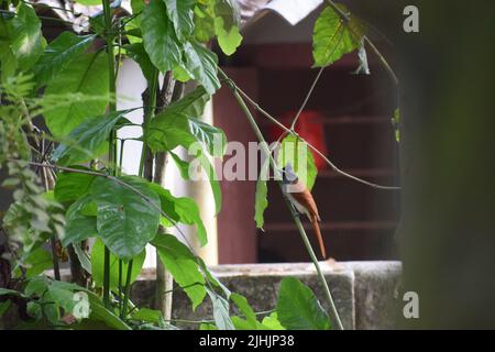 Le pic de bois à dos doré Kerala est à la recherche de proies. Banque D'Images