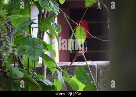 Le pic de bois à dos doré Kerala est à la recherche de proies. Banque D'Images