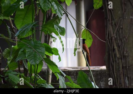 Le pic de bois à dos doré Kerala est à la recherche de proies. Banque D'Images