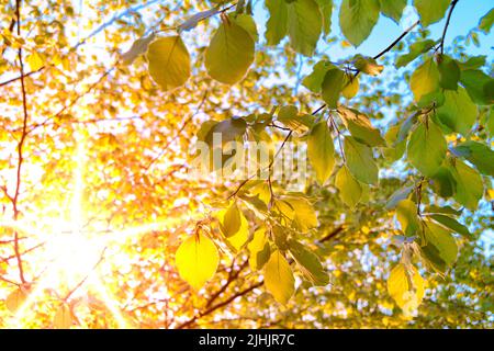 Le soleil brille à travers les feuilles Banque D'Images