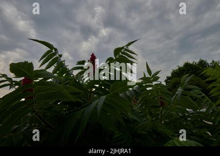 Météo au Royaume-Uni : Bickington, Newton Abbot, Royaume-Uni, 19 juillet 2022, Averses et tonnerre lorsque la vague de chaleur commence à se briser dans le Devon du Sud. Crédit : nouvelles en direct de will Tudor/Alamy Banque D'Images