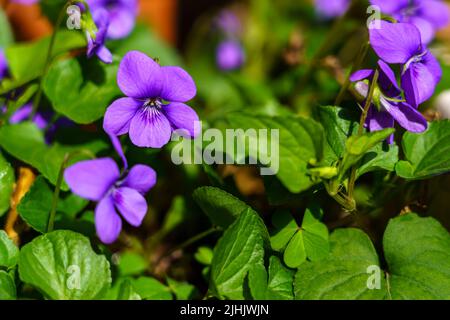 fleurs de petite plante violette bleue avec des feuilles vertes en plein soleil. Arrière-plan. Coloré. Banque D'Images