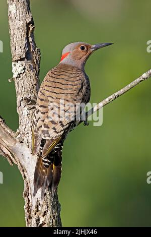 Femelle de l'espèce Northern Flicker (Colaptes auratus) perchée sur un tronc d'arbre mort - Parc provincial Pinery, Ontario, Canada Banque D'Images