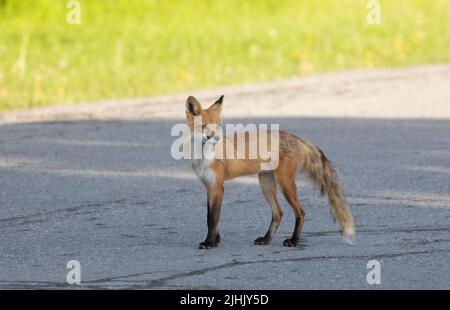 Renard roux avec une queue broussaillée marchant sur une route près d'Ottawa, Canada Banque D'Images