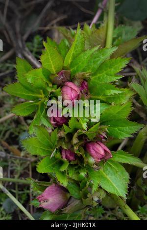 Helleborus plante la première à fleurir dans le jardin en hiver. L'hélioporée macro pousse dans le jardin. Banque D'Images