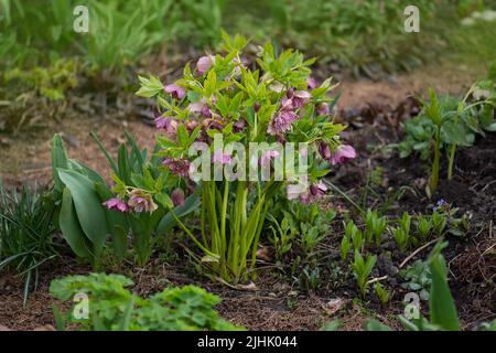 Noël rose en fleur comme fond de la nature. Helleborus niger dans un jardin boisé. Helleborus Party Robe fleur dans le jardin au printemps. Banque D'Images