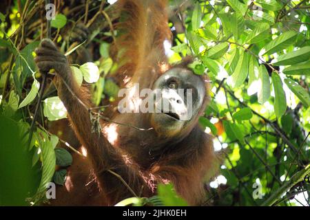 Orangutan du nord-est du Bornéen (Pongo pygmaeus morio). Femelle adulte, alimentation individuelle dans le parc national de Kutai, East Kalimantan, Indonésie. Banque D'Images