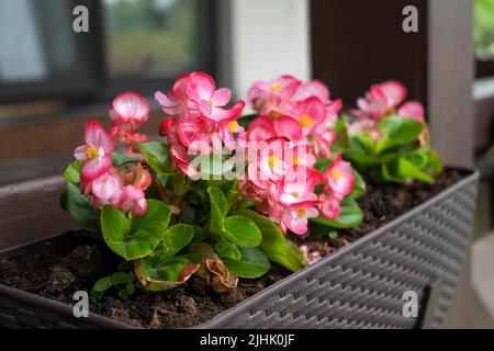 Une belle fleur begonia de couleur fuchsia croissant dans le pot à la terrasse. Concept de plantation et de jardinage Banque D'Images