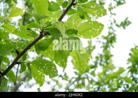 Pucerons ou mouches vertes mangeant le prunier dans le jardin. Les ravageurs de l'arbre Banque D'Images