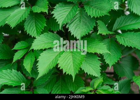 Un arrière-plan des feuilles vertes de Parthenocissus croissant dans le jardin Banque D'Images